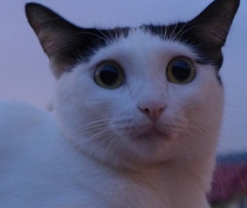王元